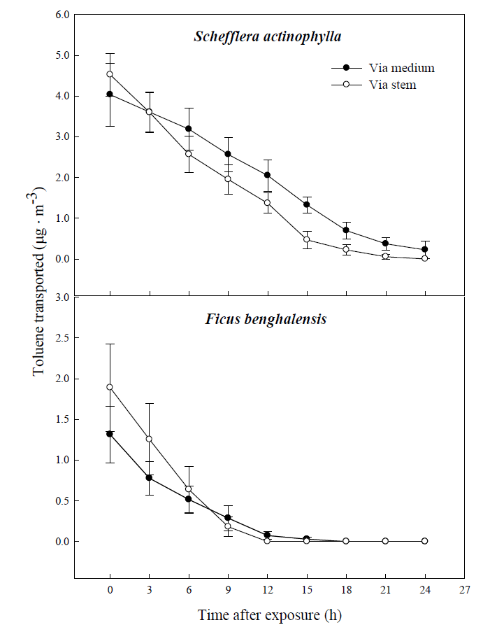 Gaseous toluene transported from air to root zone; via stem to root and directly via medium of potted Schefflera actinophylla and Ficus benghalensis. Gaseous toluene was sampled inside medium of pot plants wrapping shoot or root zone. Three potted plants were exposed for 24 h in a sealed chamber (1.0 m3) at a light intensity of 20 ± 2 μmol·m-2·s-1. Vertical bars denote the SE (n=6).