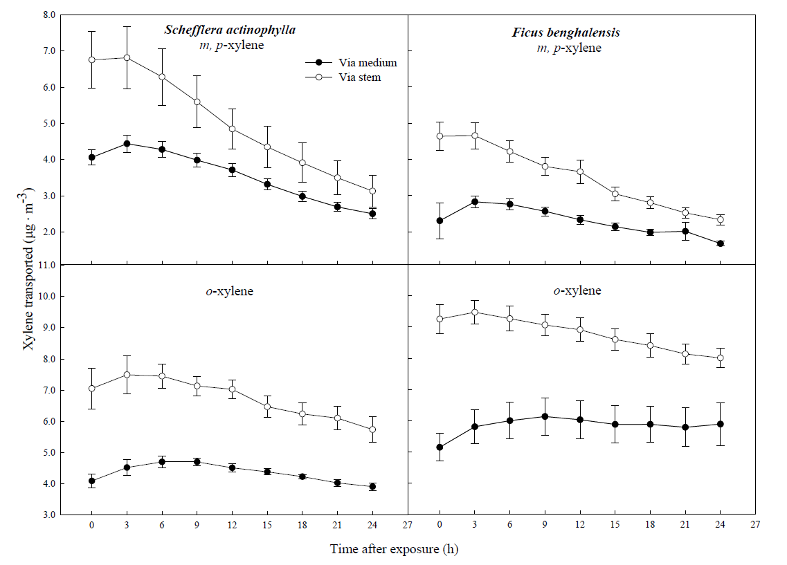Gaseous xylene transported from air to root zone; via stem to root and directly via medium of potted Schefflera actinophylla and Ficus benghalensis. Gaseous xylene was sampled inside medium of pot plants wrapping shoot or root zone. Three potted plants were exposed for 24 h in a sealed chamber (1.0 m3)atalightintensityof20± 2 μmol·m-2·s-1.VerticalbarsdenotetheSE(n=6).