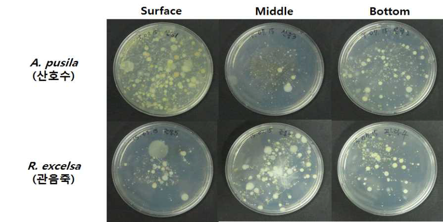 근권부의 토양 층별 미생물 배양 과정