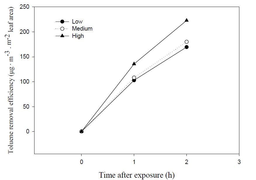 패널의 뿌리 발달정도에 따른 톨루엔의 단위엽면적당 제거 효율