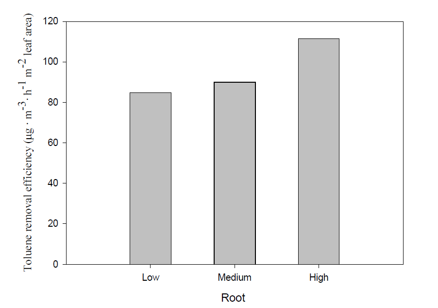 패널의 뿌리 발달정도에 따른 톨루엔의 시간당 제거 효율