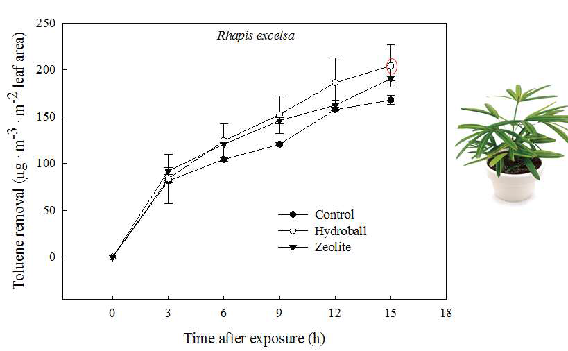 Pseudomonas putida가 고정된 Zeolite, Hydroball을 혼합한 배양토에 식재된 관음죽의 톨루엔 제거량