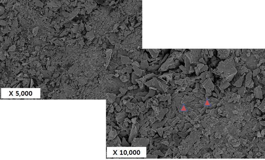 전자현미경으로 Zeolite에 고정된 Pseudomonas putida 확인