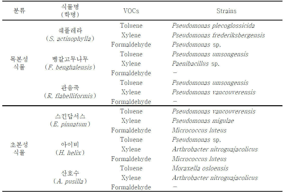 VOCs 종류에 따른 목본성, 초본성 식물 총 6종의 근권부에서 분리된 미생물