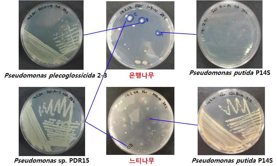 다양한 토양시료의 formaldehyde 공급으로부터 분리된 미생물.