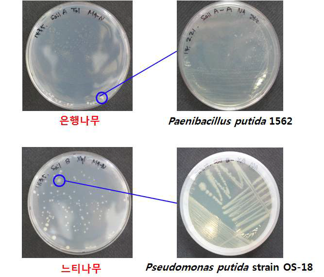 다양한 토양시료의 xylene 공급으로부터 분리된 미생물.