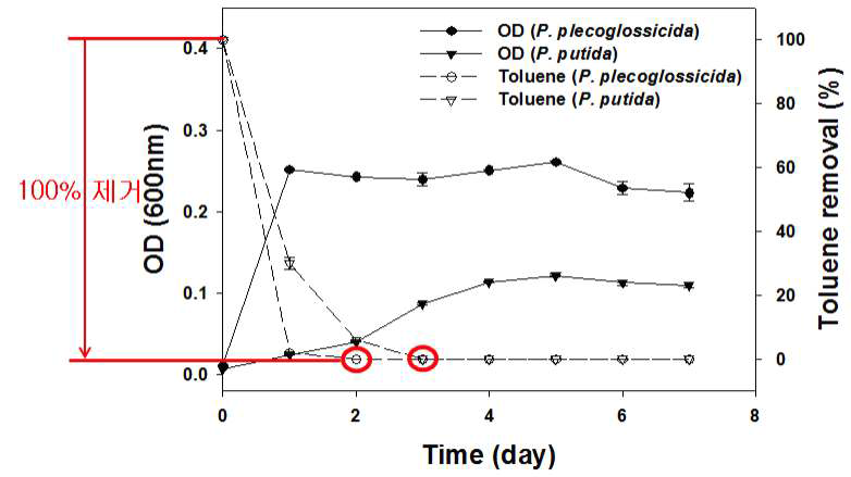 미생물 성장과 toluene 제거율 분석 결과.