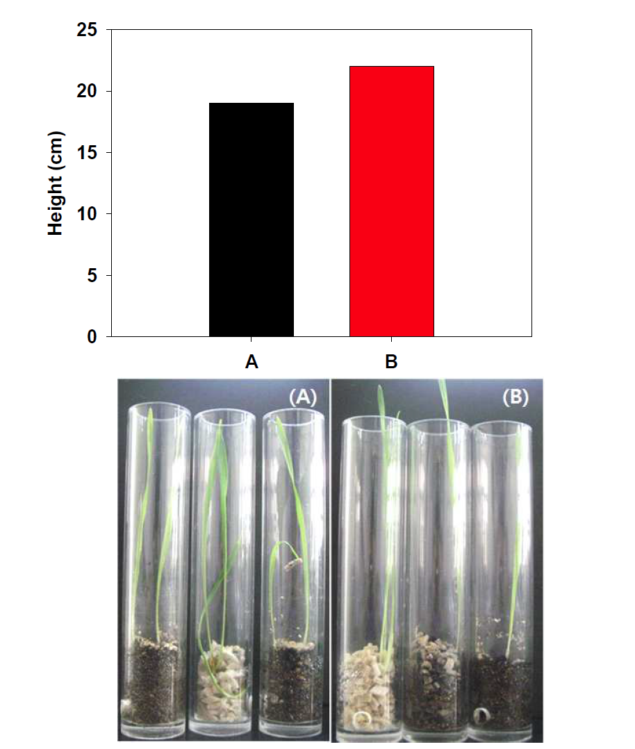 광강도 조절에 따른 식물 생장 차이