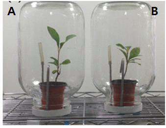 광량 조절에 따른 toluene 제거 효율을 확인하기 위한 식물-미생물 system