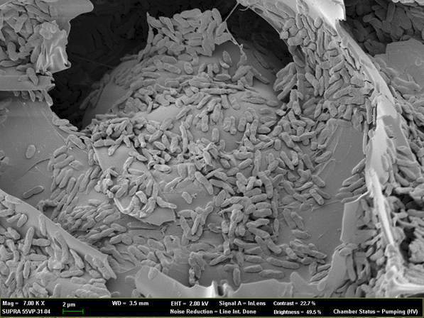 고정화된 미생물의 전자현미경 촬영사진 (x 7,000, Perlite+P. putida).