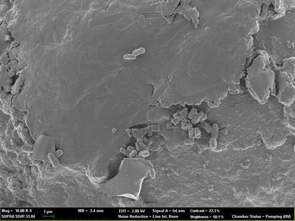 고정화된 미생물의 전자현미경 촬영사진 (x 10,000, Alginate film+P. plecoglossicida).