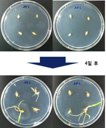 Hoagland solution agar를 이용한 보리 씨앗 발아 결과