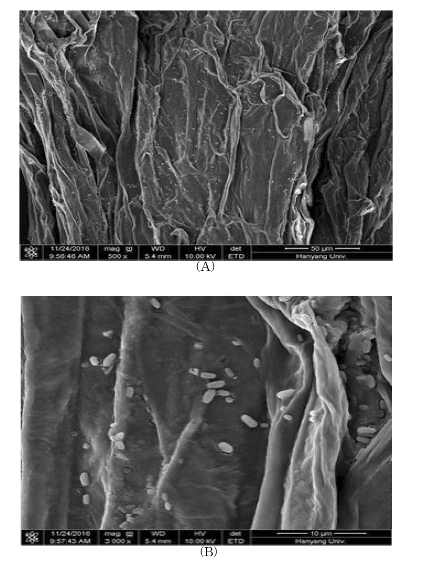 Toluene 주입 전 식물 뿌리 전자현미경(SEM) 사진 검경 결과