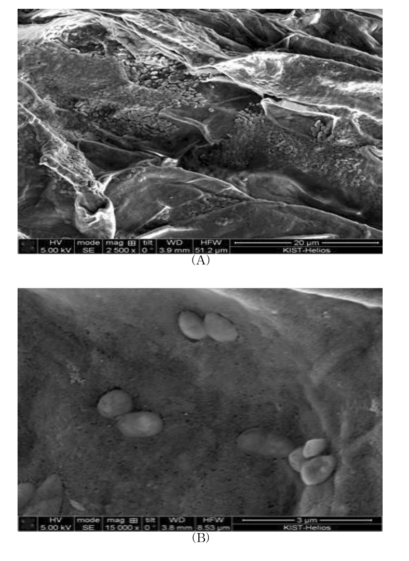 Toluene 주입 후 식물 뿌리 전자현미경(SEM) 사진 검경 결과