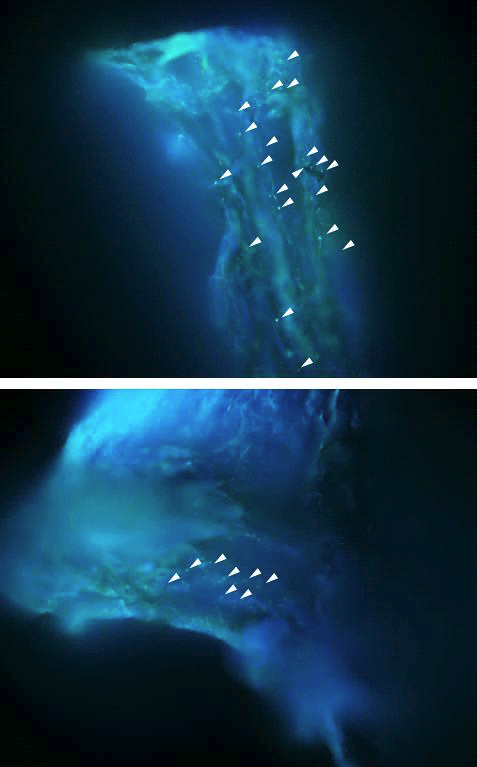 Toluene 주입, 배양 후 식물 뿌리 FISH 후 형광현미경 사진 검경 결과 (400배, 흰색 삼각형: 미생물).