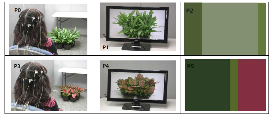 식물색채 실험에 사용된 아글라오네마 2개 품종, 촬영 사진 및 잎에 포함된 배색띠 구현