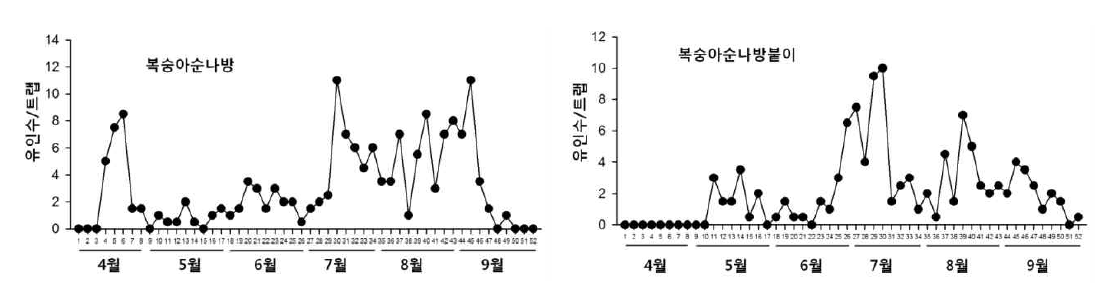 복숭아순나방과 복숭아순나방붙이 성충의 연중 발생소장