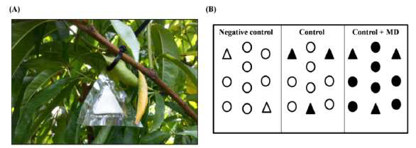 (A) 복숭아순나방에 JP_PP교미교란제 적용 모습 (B) 각 토지 면적 : 약 330㎡, Field test 실험 조건, △=페로몬 루어가 없는 델타트랩이 걸려있는 복숭아나무, ▲=페로몬 루어가 포함된 델타트랩이 걸려있는 복숭아나무, ○=교미교란제와 델타트랩이 모두 적용되지 않은 복숭아나무, ●=교미교란제 (JP_PP)가 적용된 복숭아나무