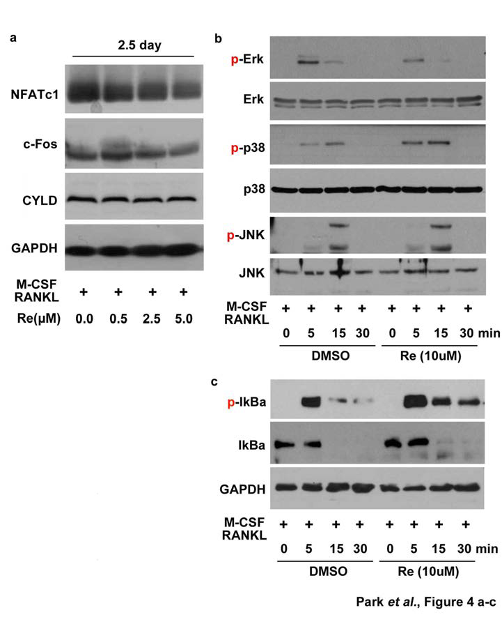 BMMs에서 ginsenoside Re에 의한 ERK와 NF-kB 경로의 억제