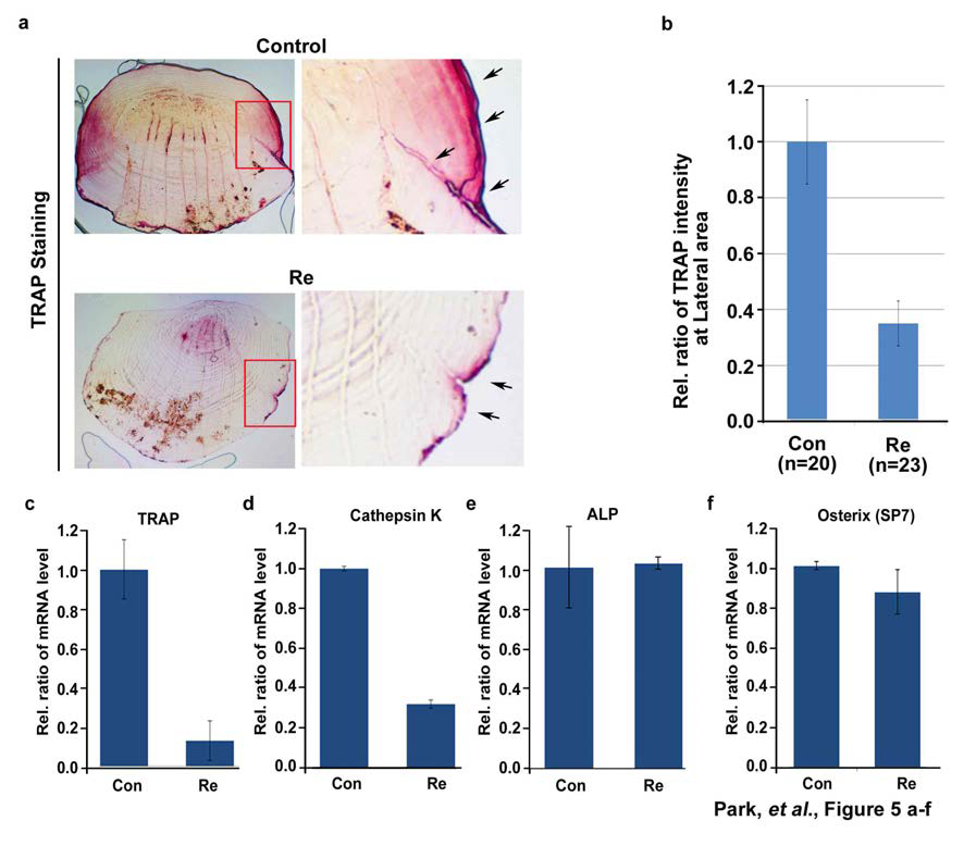 Zebrafish 비늘 모델을 통한 파골 세포에 대한 ginsenoside Re의 효과확인