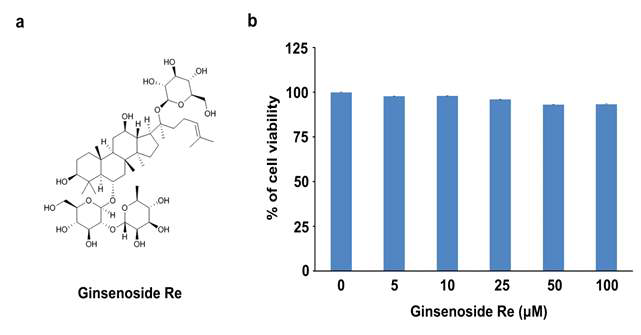 Re의 화학구조 (A)와 MC3T3-E1에서 조골세포 분화효능(B) MC3T3-E1 세포에 ginsenoside Re (5, 10, 25, 50, 100μM)를 처리한 후, 24 시간 동안 배양하고 세포 생존력을 MTT 분석을 통해 측정 하였다.