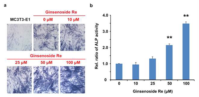Alkaline phosphatase (ALP) (A) 염색에 대한 ginsenoside Re의 영향 및 MC3T3-E1 세포에서의 활성 (B).