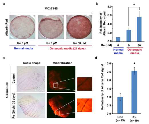 MC3T3-E1 세포와 제브라 피쉬 비늘의 mineralization에 ginsenoside Re의 영향