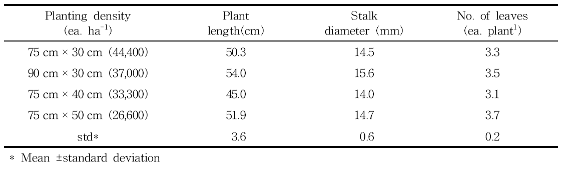 Growth of turmeric on plant distance levels in paddy soil (2015. July 15th)