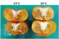 Photos of soften astirngent persimmon after ethylene generator treatment according to different temperature