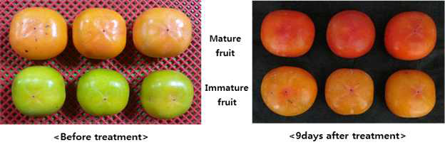 Color changes of astringent persimmon according to ethylene treatment(10 μL.L-1) at 15℃.