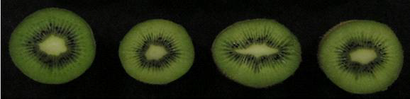 Photos of softened Kiwi fruit after 10days after at 15℃ by ethylene treatment.