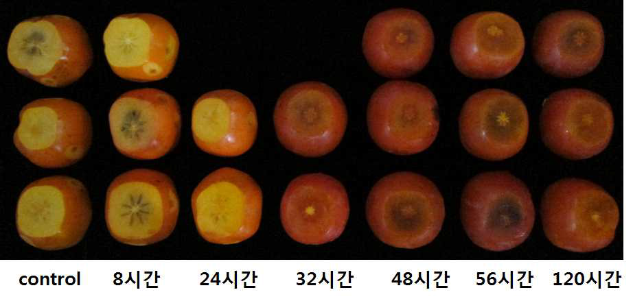 에틸렌 10ppm 처리 시간에 따른 연화정도(20℃)