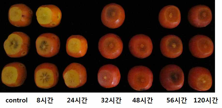 에틸렌 100ppm 처리 시간에 따른 연화정도(20℃)