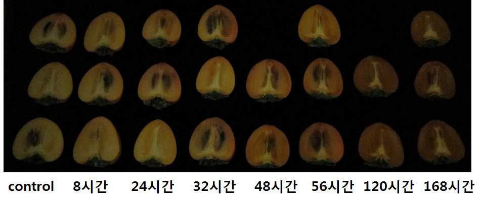 에틸렌 100ppm 처리 시간에 따른 연화정도(10℃)