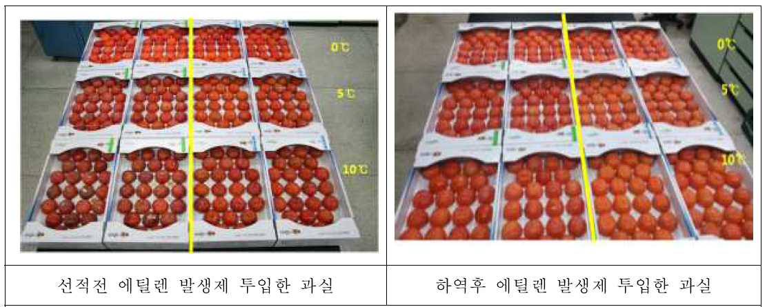 청도반시 모의 수송 온도와 에틸렌 발생제 투입시기에 따른 30℃에서 5일간 모의 유통후의 과실 상태