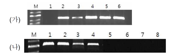 PCR을 이용한 사과나무 대목역병 진단(전기영동 사진)