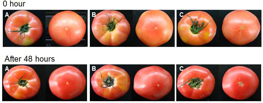 포장방법에 따른 48시간 실온 저장 중 토마토의 외관 변화 (A : Control, B : Corrugated box + PP film, C : PP film bag (wire-tying))