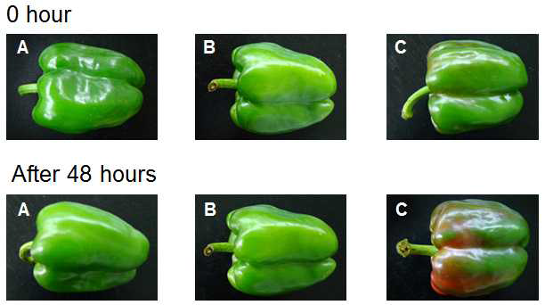 포장방법에 따른 48시간 실온 저장 중 파프리카의 외관 변화 (A : Control, B : PP film bag (wire-tying), C : Styrofoam tray + LLDPE film wrapping)