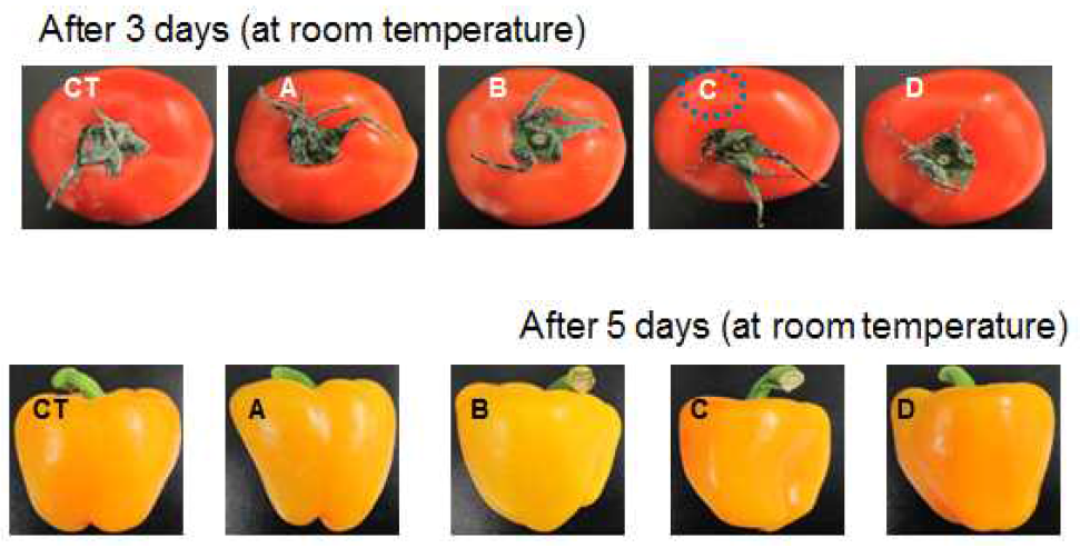 정유를 함유한 포장지 내 토마토 및 파프리카의 저장 중 외관 변화 (CT : Control, A : Ledebouriella seseloides B : Zanthoxylum piperitum, C : Artemisia princeps, D : Cnidium officinale)
