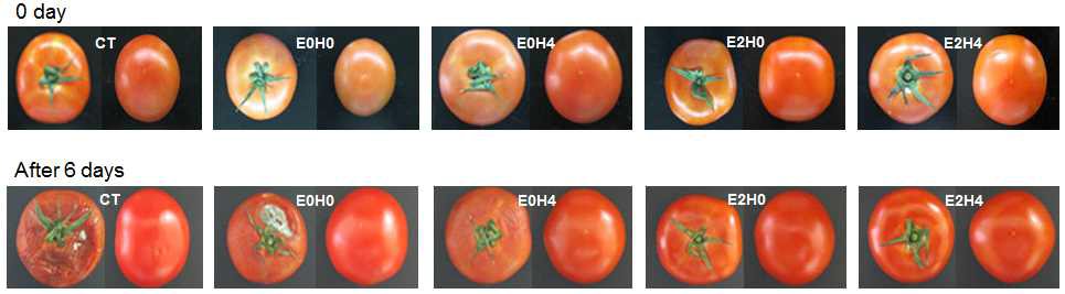 포장방법에 따른 상온 저장 중 토마토의 외관 변화