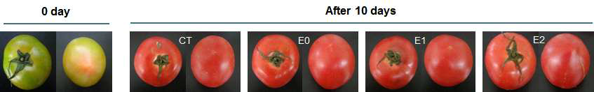 Changes in appearance of tomatoes packaged by functional film during 10 days at room temperature.