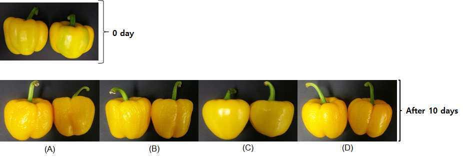 Changes in appearance of paprika packaged by various packaging types during 10 days at room temperature