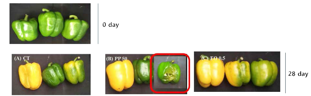 포장재에 따른 28일, 10℃ 저장 중 파프리카의 외관 변화