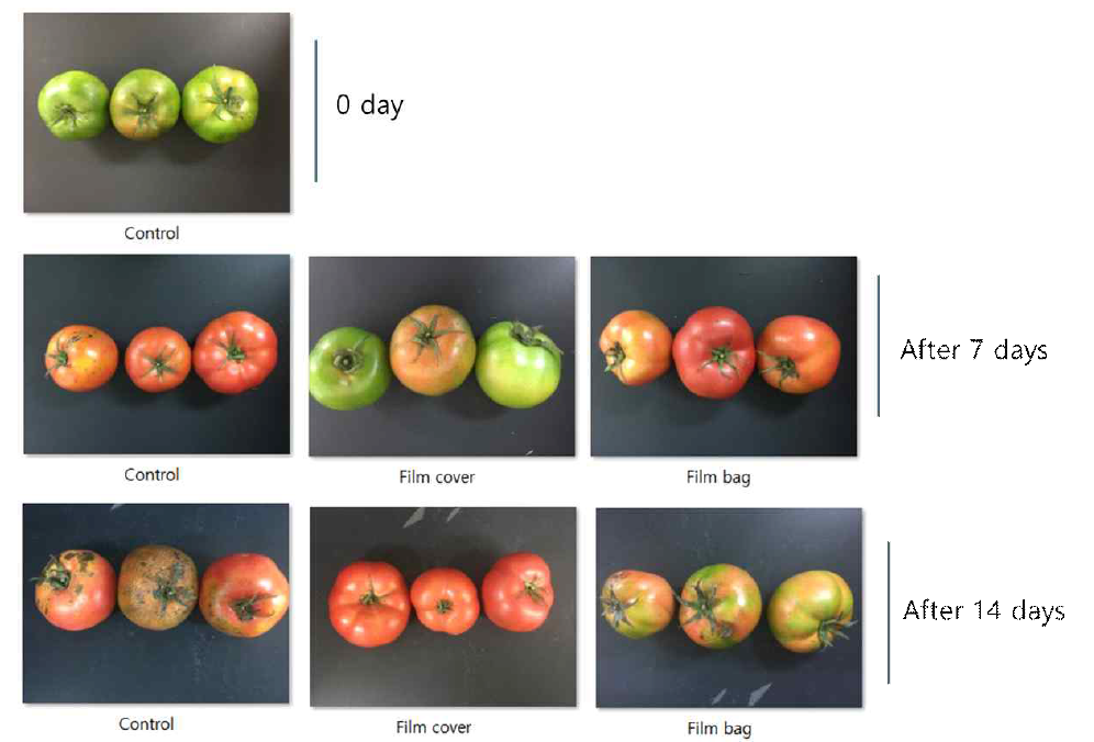 약쑥정유 기능성필름의 토마토에 대한 현장적용 후 외관변화