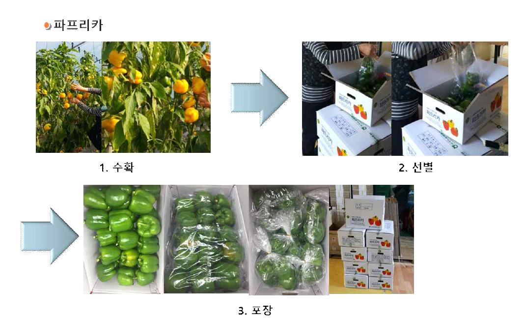 약쑥정유 기능성필름의 파프리카에 대한 현장적용