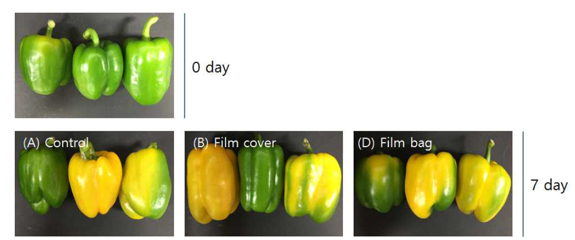 약쑥정유 기능성필름의 파프리카에 대한 현장적용 후 외관변화