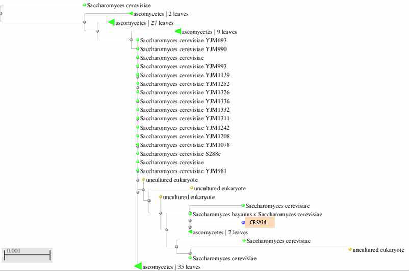 Saccharomyces sp. CRSY14 phylogenic tree