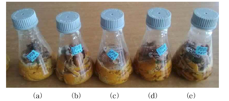 감귤부산물 적용 유용 균주 배양 후 분해 정도(2주); (a) A. oryzae(KCCM60241), (b) M. pilosus(KCCM60084), (c) P. pchrochloron(KCCM60372), (d) T. reesei(KCCM35503), (e) control