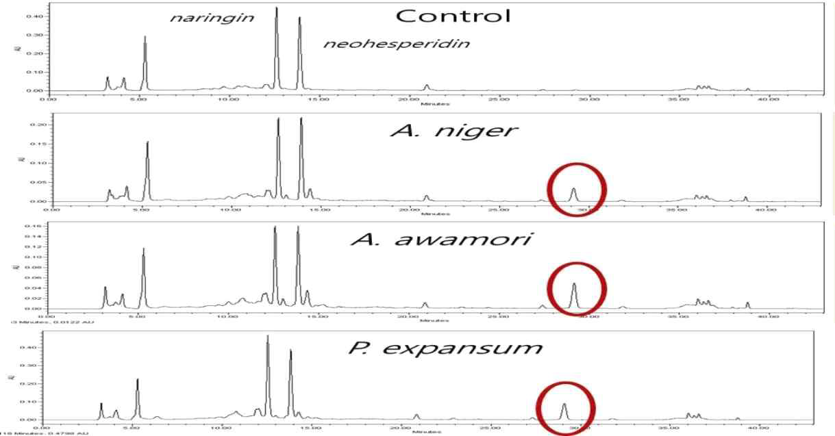 감귤부산물 적용 주요 균주의 배양 후 성분 분석(HPLC)