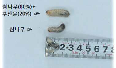 사육 15일 경과 후 흰점박이꿏무지 유충의 생장 모습